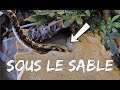 Attaque dun boa des sables sur une souris  je dbarque chez un abonn 2