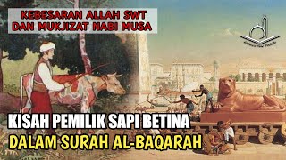 MENGHARUKAN !! Kisah Pemilik Sapi Betina Dalam Surah Al-Baqarah