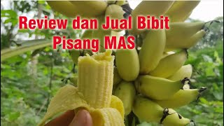 Review Dan Jual Bibit Pisang Mas