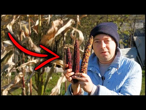 Цветная кукуруза вся правда! Стоит ли сажать цветную кукурузу!