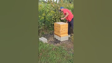 Setting up new beehive for next year #beehive #bee