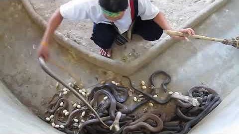 cobra slab man selecting cobras for snake show
