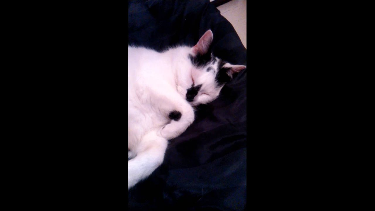Synsy Le Chat Qui Ronfle Comme Un Homme Youtube