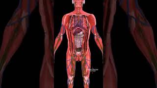 The Super Pump || Dive Deep Into The heart