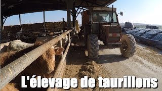 Une matinée dans un élevage de Taurillons