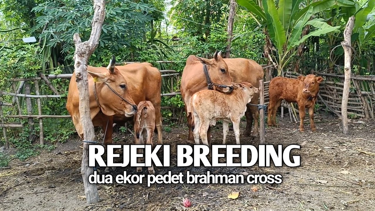 REJEKI HASIL BREEDING SAPI KELUAR 2 EKOR BRAHMAN CROSS - YouTube