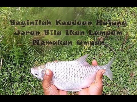 Beginilah Keadaan Hujung Joran Bila Ikan Lampam Memakan Umpan Youtube