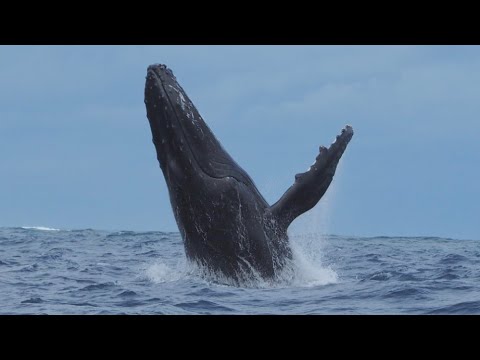 Humpback Breaches within metres of Divers - YouTube