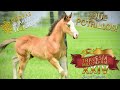 Piedras Quarter Horses | "El Inicio" - TRAVESÍA MILLONARIA