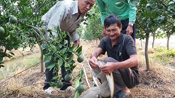 Không Ngờ Cấm Câu Trong Vườn Cam Dính Toàn Cá Lóc Khủng.Góc Làng Quê #128