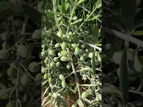 إنتاجية عالية لصنف الزيتون كورونيكي اليوناني 