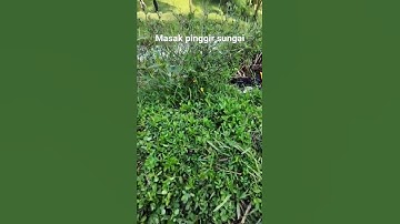 Masak pinggir sungai di temani suara air sungai #asmr #video #sound #music #relaksasi #shorts