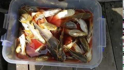 Câu cá giải trí thế này sướng thật | Sông Nước Cần Giờ - Châu Huỳnh.