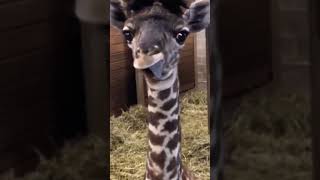 Cute Baby Giraffe #Animals #Cute #Shorts