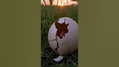 Human Hatching from an Egg | AI Sci-Fi Video | UnrealAi Videos #aianimals