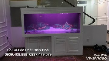 Hồ cá rồng lắp đặt tại Biên Hoà - Đồng Nai