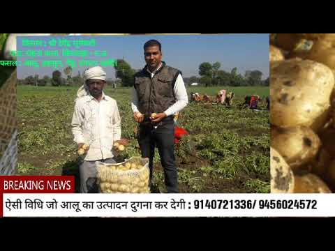 आलू की उन्नत फसल मल्टीप्लायर के साथ : 9140721336/ 9456024572