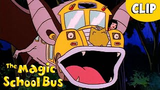Echolocation How Bats Get Around In The Dark Halloween The Magic School Bus
