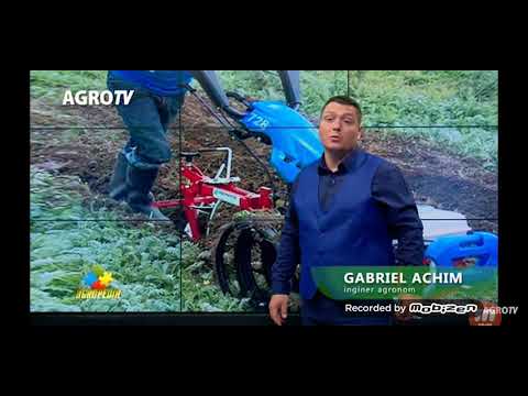 Video: Mure (29 Fotografii): Cum Arată O Boabe? Cum Crește Tufișul? Caracteristici și Tip De Fruct. Mure Stufoase și Alte Tipuri De Arbuști. Ce Este?