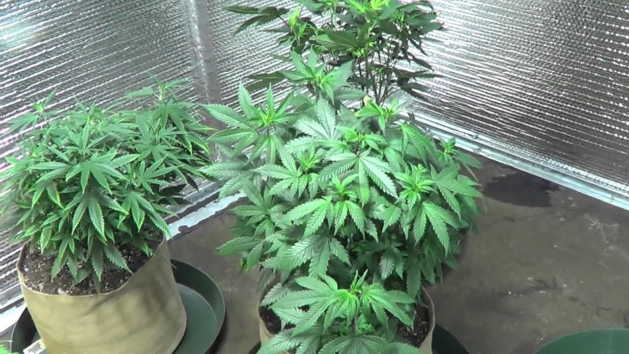 4000w all TGA grow, featuring Qrazy Train, Plushberry, and Jack The Ripper. 3 weeks veg.