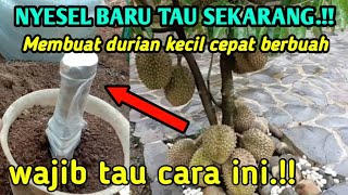 WAJIB TAU CARA YANG SATU INI AGAR DURIAN CEPAT BERBUAH LEBAT