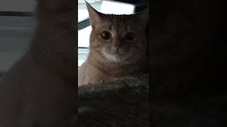 хаги-ваги пробрался ко мне в дом 😨