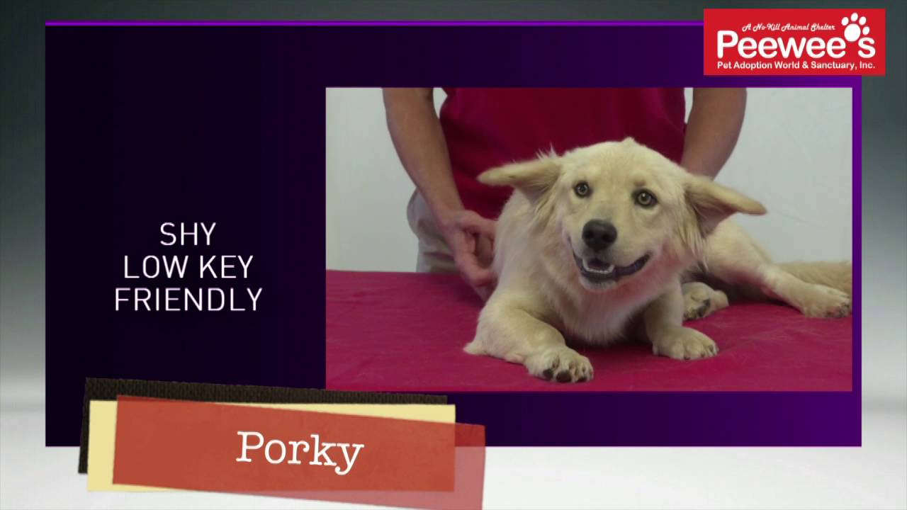 servientrega Peewee's Pet Adoption - Paws for Pets - Porky