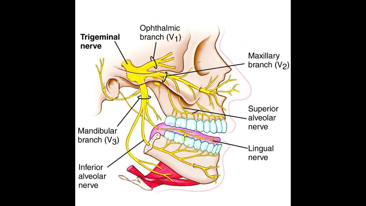 Анатомия. Тройничный нерв, nervus trigeminus - YouTube