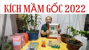Kích mầm gốc phi điệp năm 2022. Sơn cầm 0974601300
