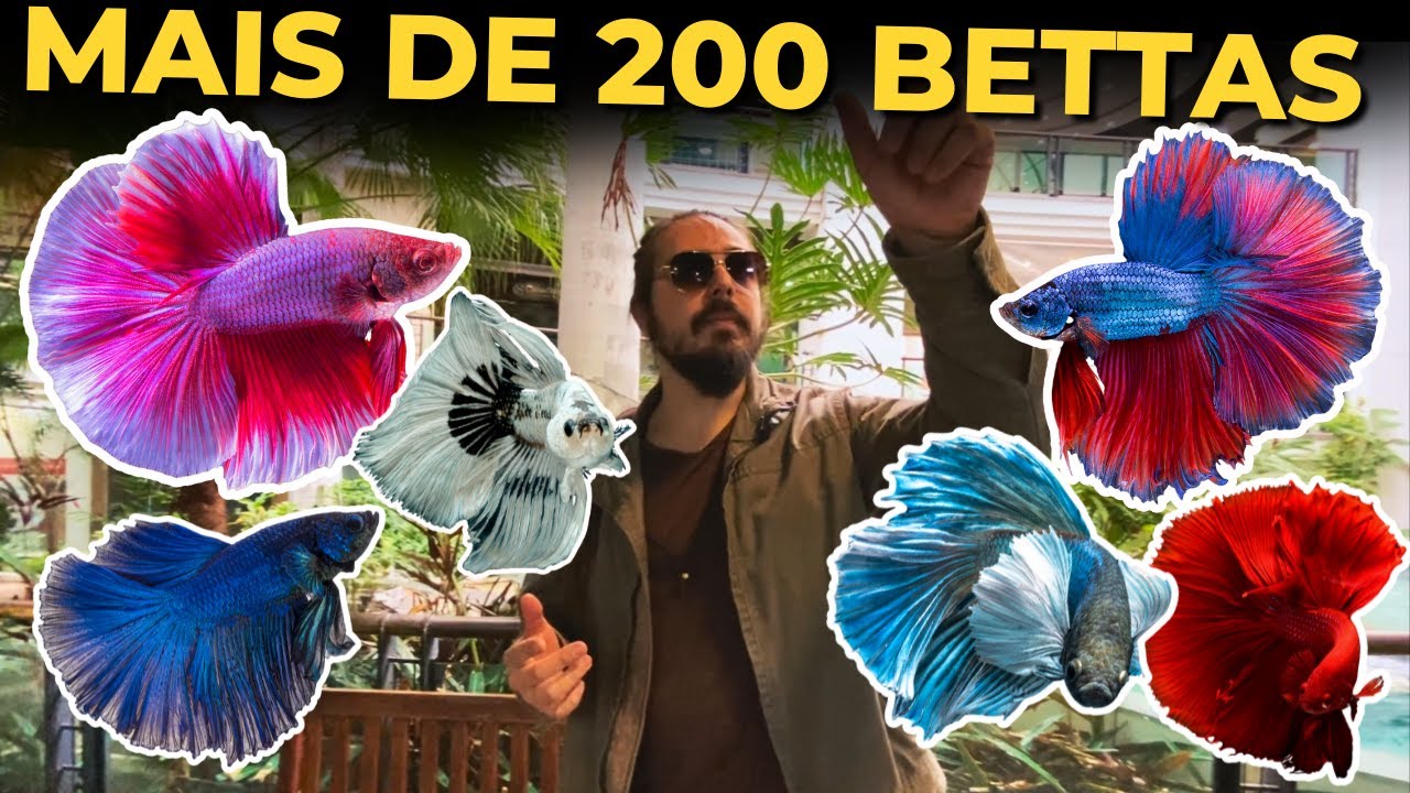 🔴MAIS DE 200 PEIXES BETTAS NO EVENTO!! ( EXPO BETTA SUDESTE ) |Mr. Betta|