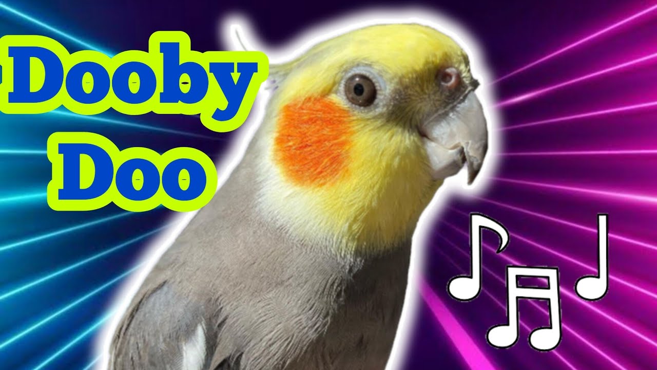 Cockatiel Singing 'Dooby Doo' - How to Teach Your Cockatiel to Sing ...