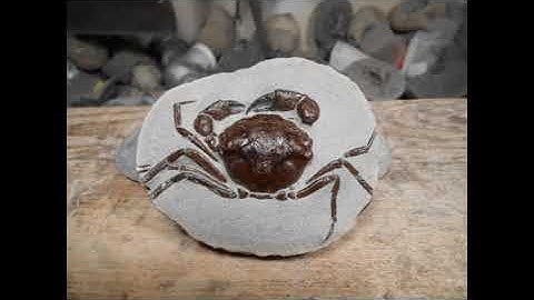 Prepping Fossil Crabs Part 5 From Start to Finish