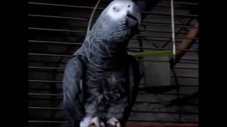 Famous Ruby the Swearing Parrot 138 Wealth