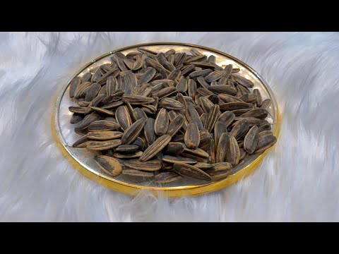 Sunflower Seeds توفكيت گول به روژا