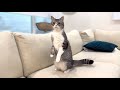 赤ちゃんの泣き声が聞こえてきたときの猫たちの反応がすごすぎました…笑
