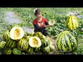 Harvesting Muskmelon Goes To Market Sell - Harvest Daily - Chúc Thị Mán