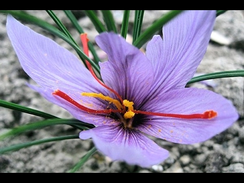 LUAR BIASA 5 Manfaat  Bunga  Saffron Bagi Kecantikan  Kulit 
