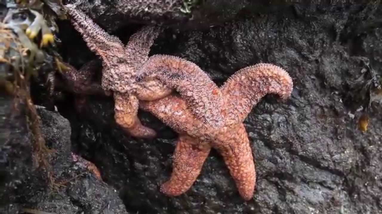 Scientists zero in on what's causing starfish die-offs | PBS NewsHour