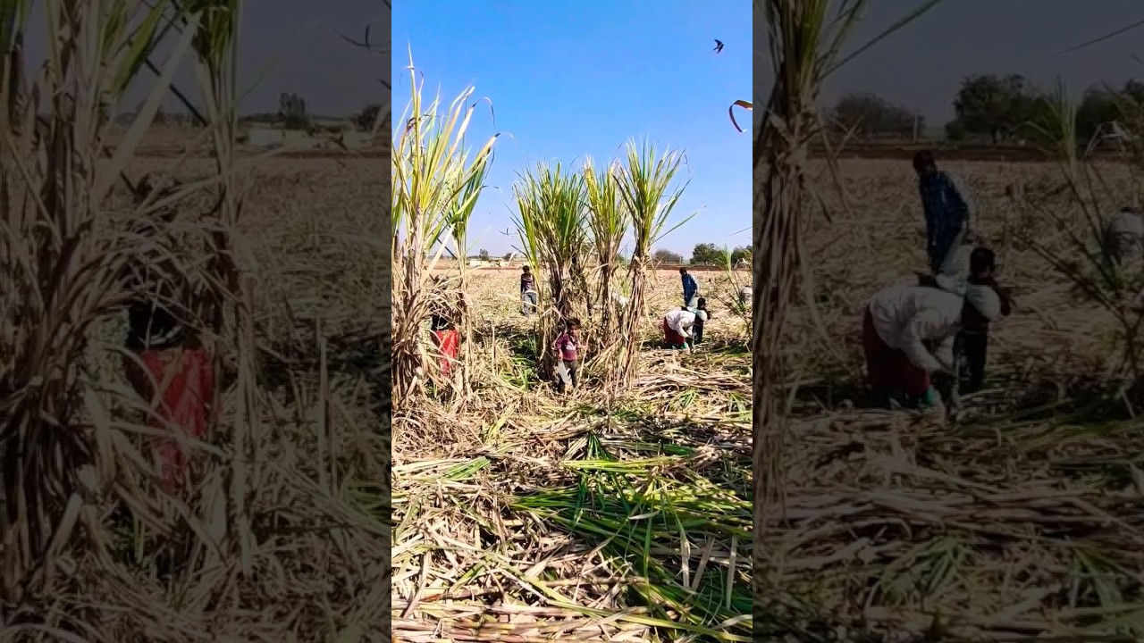 cheruku gada sugar cane video #welcome #short #video #my #dnr #jaiy #amazing #video