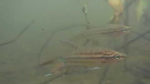 Trichopsis in thailand