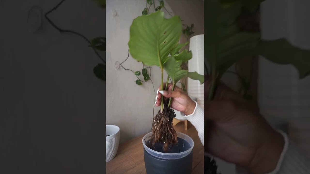läkerol cactus Schachtel: Läkerol Cactus, Zuckerfrei