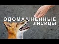 Встречайте, это ПЕРВАЯ В МИРЕ домашняя лиса