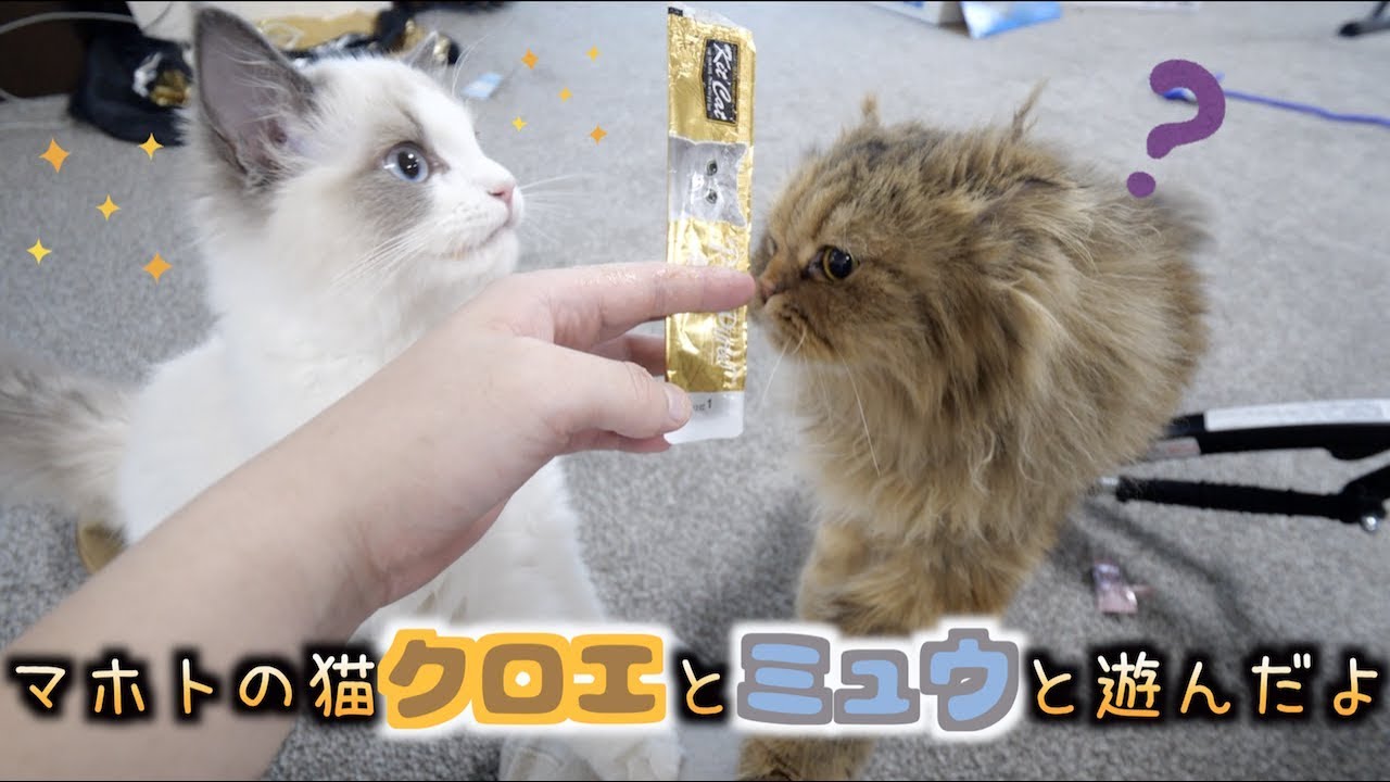 マホトん家の生後5ヶ月の子猫 ミュウちゃん が激カワでおじさん大興奮 Youtube