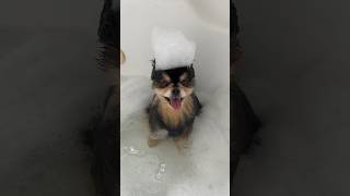 Dog Becomes Unrecognisable After A Bath  #shorts #dog #pomeranian