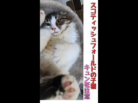 スコティッシュフォールドの子猫が可愛すぎでキュン死注意 Scottish fold kitten 猫の木 #shorts