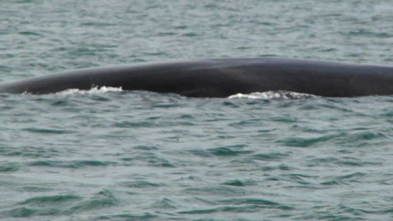 Finback Whale Seen From Capt Riddle s Whale Watching Cruises 9 7 9 Finback Whale Seen From Capt Riddle s Whale Watching Cruises 9 7 9