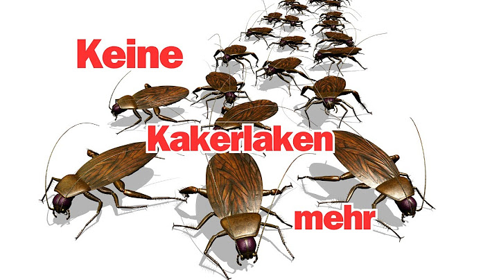 Keine Kakerlaken mehr: Wie man sein Zuhause frei von Schaben hält