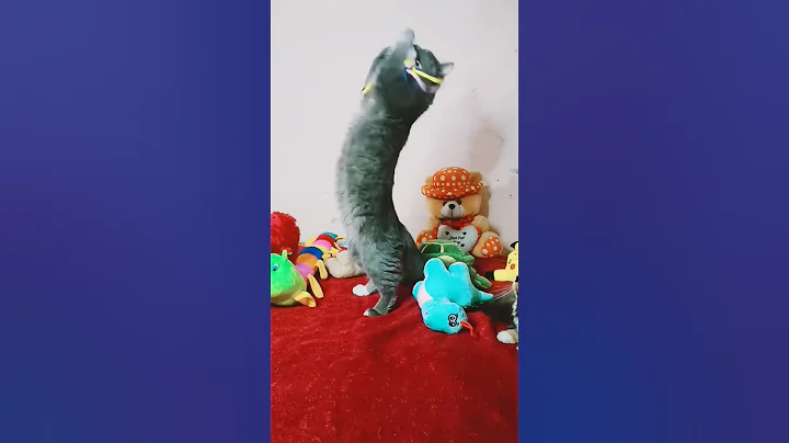 Watch the video about Musa's favourite toy 🪀#persiancat#shorts#cat#dogs#funny#cutevideo#trending#catlovers#kitty#kitten