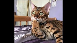 Кошка испугалась. The cat got scared 3+ Кошка испугалась. The cat got scared 3+