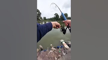 Câu Cá Chim Hồ Trí Mập Q9 #Tứngđicâu #Mồicáchimbể  #câucá #tậpcâucá #giảitrí #hướngdẫnngườimớicâucá